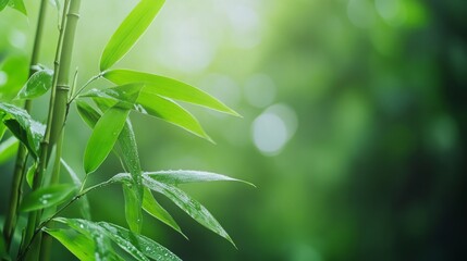 Lush green bamboo leaves bathed in morning light