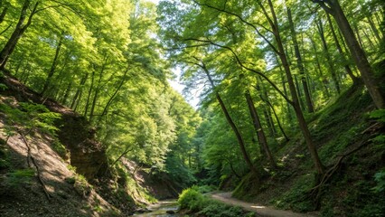 Fototapeta premium Lush Green Forest Trail Sunlit Canyon Creek Hiking Path Nature Scene