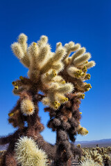 Cholla Cactus Details