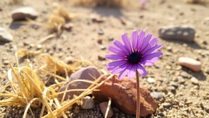 a single purple daisy-like flower blooming in a desert environment, surrounded by dry grass and stones, with warm sunlight illuminating the scene..