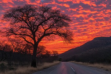 Dramatic African Sunset Landscape Road Tree Silhouette Vibrant Sky