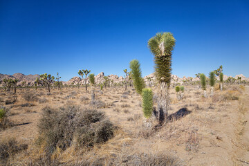Joshua Tree National Park, California