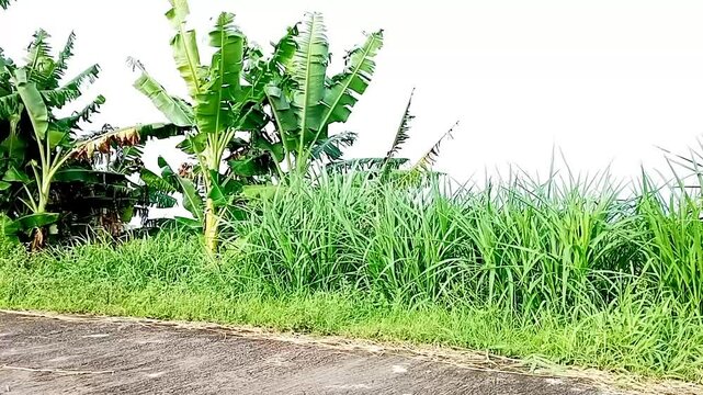 natural scenery with trees and green grass.