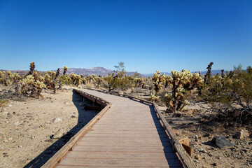 Joshua Tree National Park, California