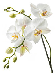 Elegant White Orchid Isolated on White Background for Nature and Floral Designs