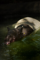 Fototapeta premium The Malayan tapir (Tapirus indicus). Tapir take a bath in water, wildlife in the zoo. A portrait of a tapir.