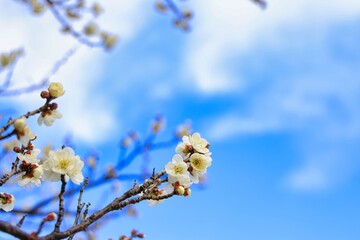 白梅と青い空