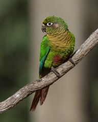 Pyrrhura frontalis