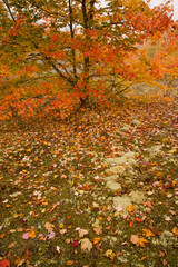 Autumn, Blue Ridge Parkway, North Carolina