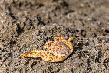 East Sumba, East Nusa Tenggara, Indonesia –  03. 08. 2025 – Crab with beautiful colors on a coral rock by the seaside of Sumba