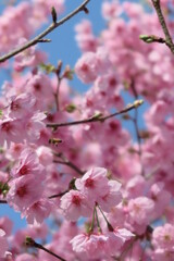 線路沿いの歩道に咲いたピンク色の桜の花の風景12