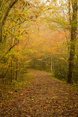 Obraz premium Autumn, Great Smoky Mountains National Park