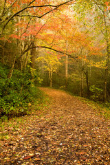 Naklejka premium Autumn, Great Smoky Mountains National Park