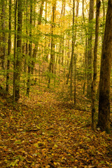 Obraz premium Autumn, Tremont, Great Smoky Mountains National Park
