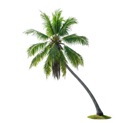 Fototapeta premium Isolated palm tree aND COCONUT on a PNG background with green leaves and a tall trunk.