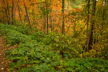 Obraz premium Kudzu, Autumn, Cherokee National Forest