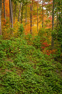 Kudzu, Autumn, Cherokee National Forest