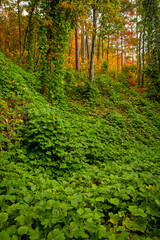 Kudzu, Autumn, Cherokee National Forest