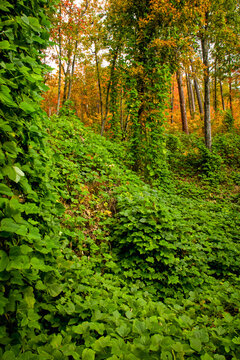 Kudzu, Autumn, Cherokee National Forest