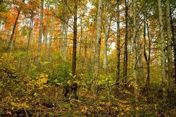 Obraz premium Autumn, Cherokee National Forest