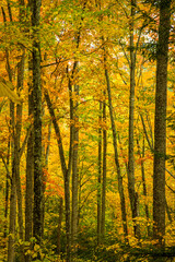 Autumn, Cherokee National Forest