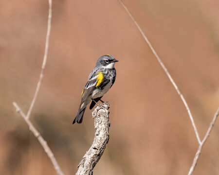 A Yellow-rumped Warbler perches in Wyoming
