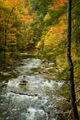 Autumn, Citico Creek, Cherokee National Forest