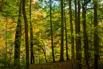 Obraz premium Autumn, Citico Creek, Cherokee National Forest