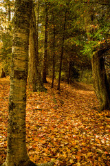 Autumn, Great Smoky Mountains National Park