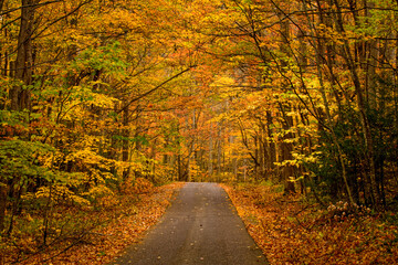 Autumn, Cherokee Orchard Area, Great Smoky Mountains National Park