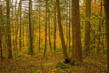 Autumn, Motor Nature Trail, Great Smoky Mountains National Park