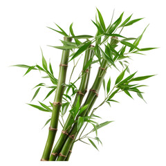 Bamboo tree on transparent background
