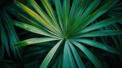 Fototapeta premium Close-Up View of Vibrant Green Palm Leaves Perfect for Nature and Tropical Themed Designs, Backgrounds, and Eco-Friendly Projects