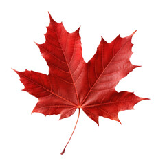 Canada maple leaf on transparent background