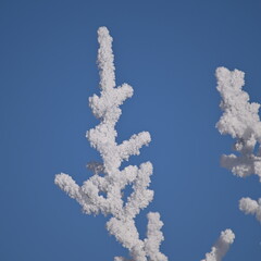 snow-covered trees, winter, snow