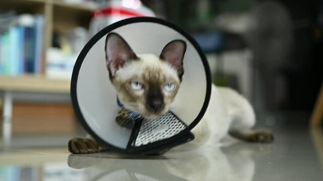 Siamese cat wearing Elizabethan collar for recover after surgery. This collar purpose is to prevent your cat from directly traumatizing a surgical site or injured area of the body.