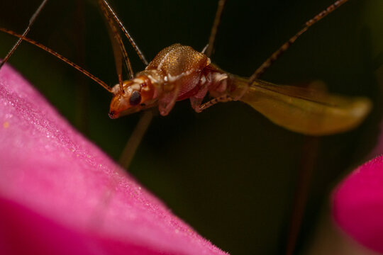 Close up of fragile looking, golden insect, Berytidae