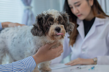 A veterinarian examining a dog that has been treated at an animal hospital.
