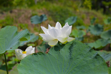 Beautiful white lotus flower with green leaves