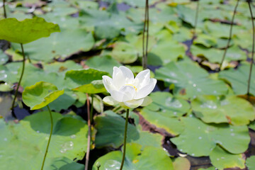 Beautiful white lotus flower with green leaves