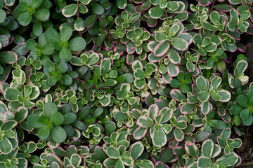 green leaves background