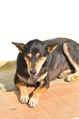 dog , black dog or old dog on the floor