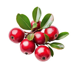 Fresh carunda berries with green leaves against a transparent background showcasing their natural beauty and vibrant color, Carunda or Karonda on transparent background
