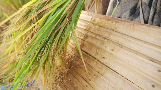 Farmers in asia thresh rice grain by hand on a bamboo rack after harvest on paddy field, manual farming