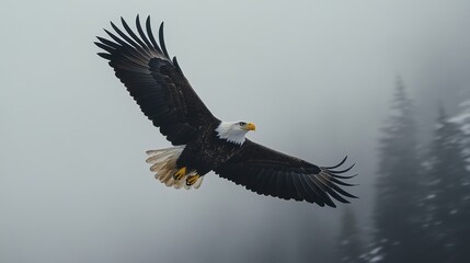 Fototapeta premium Majestic Bald Eagle in Flight Against a Foggy Forest Backdrop Showcasing Powerful Wings and Sharp Eyes