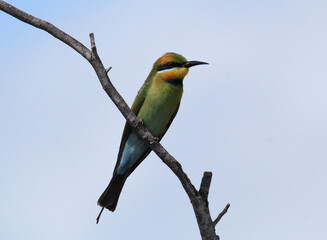 Rainbow bee-eater bird sitting on a tree branch