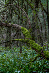 trees in the forest