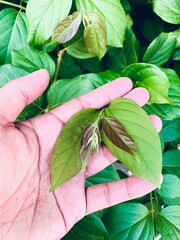 green leaves background, Someone's hand holds a green leaf in his hand.