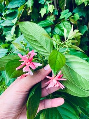 pink flower in the garden. Someone's hand holds a flower with green leaves in his.