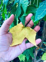 Someone's hand holds a yellow leaf in his hand. Christmas tree with colorful leaves.